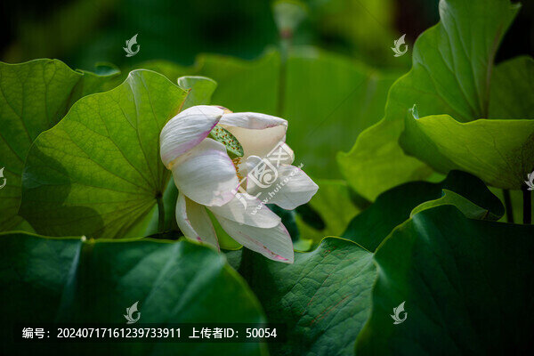 荷花蓮花