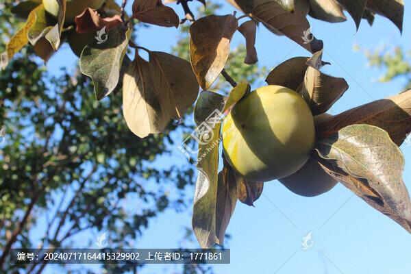 秋實