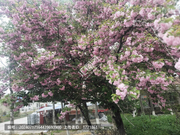 櫻花