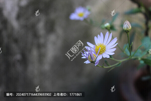 墻角野菊