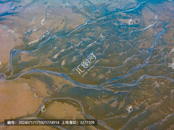 鹽城東臺條子泥濕地大地之樹