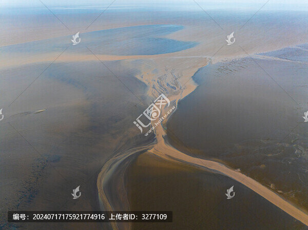 鹽城東臺條子泥濕地大地之樹