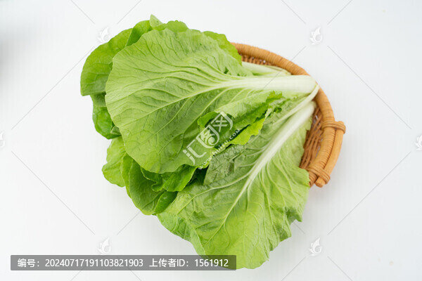 小白菜
