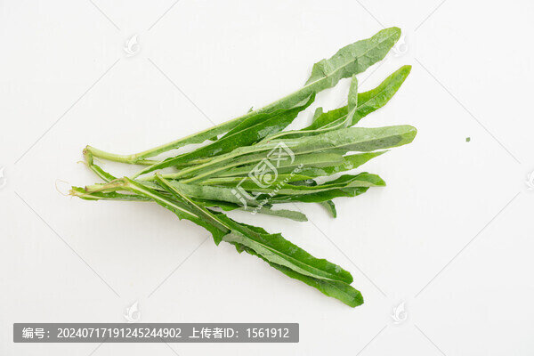 野菜苦苣菜