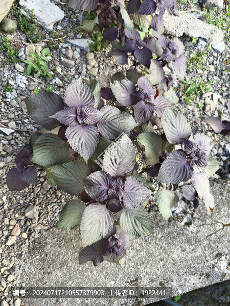 紫蘇種植