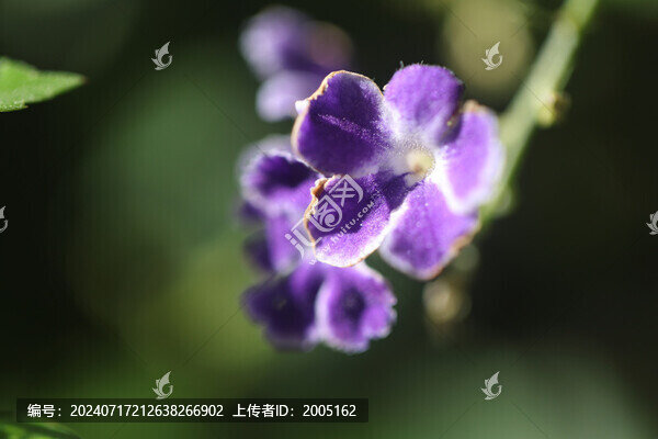 巧克力花紫色橫版