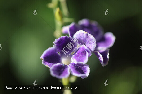 巧克力花紫色