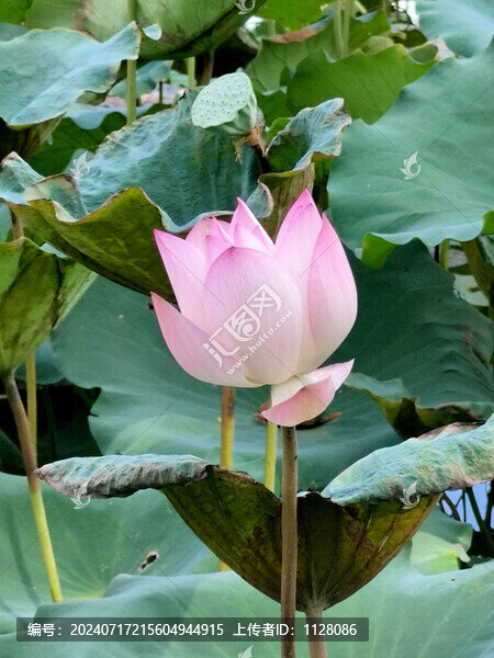 荷花