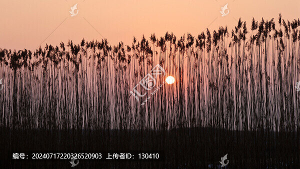 蘆葦