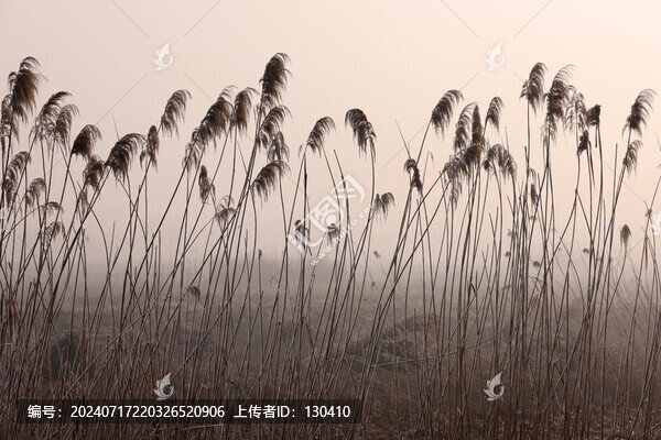 蘆葦