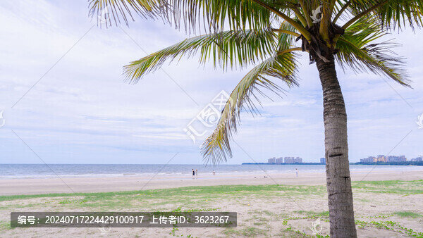 海南椰林海景