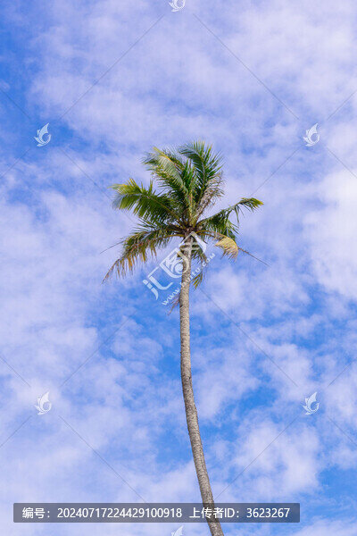 海南椰林海景