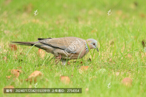 草地上的鳥