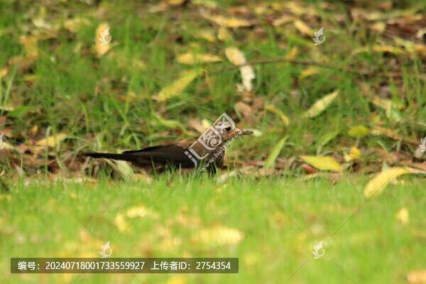 夏天的鳥