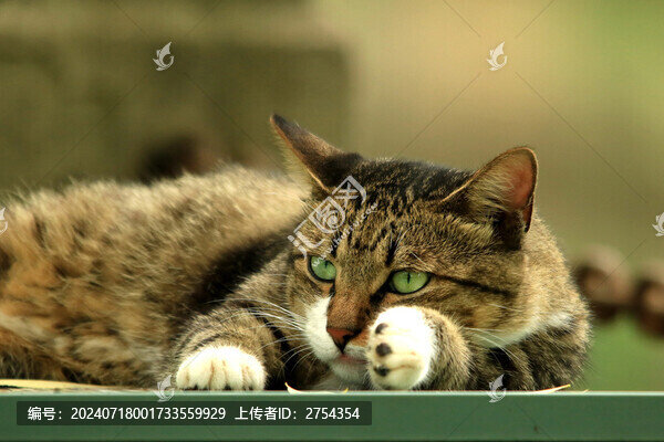 綠色眼睛的貓