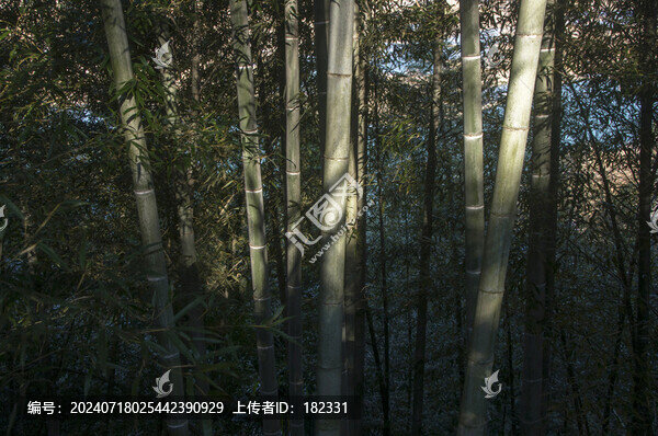 毛竹叢林