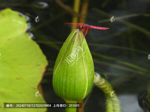睡蓮與蜻蜓