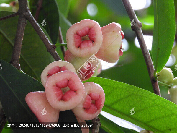 蓮霧