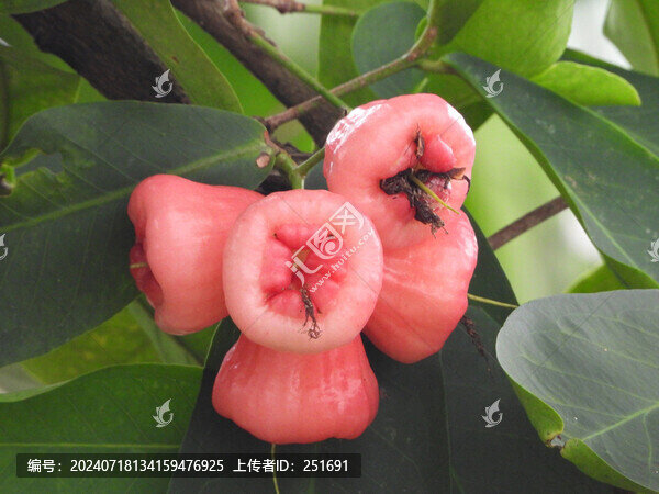 熱帶水果蓮霧