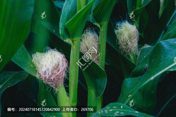 玉米種植基地