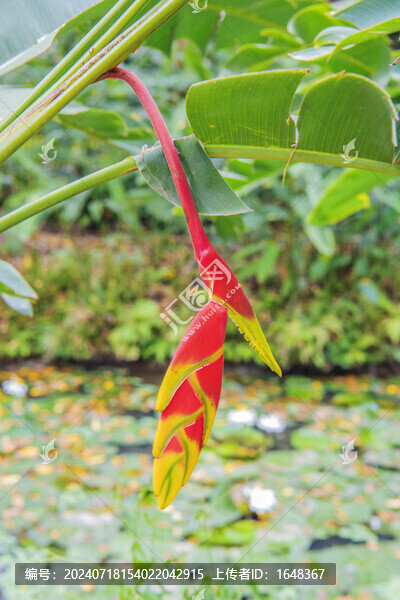 植物園里的紅苞蝎尾焦花和葉