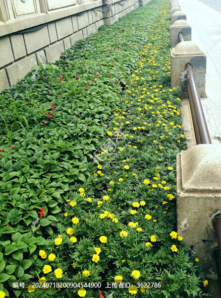 路邊花壇