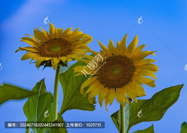 向日葵