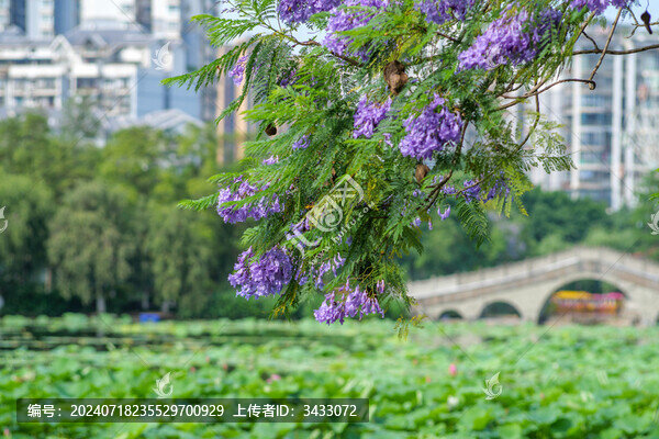 宜賓天池公園藍花楹