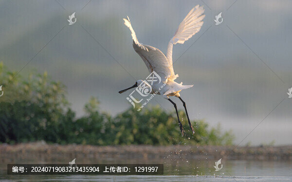 黑臉琵鷺