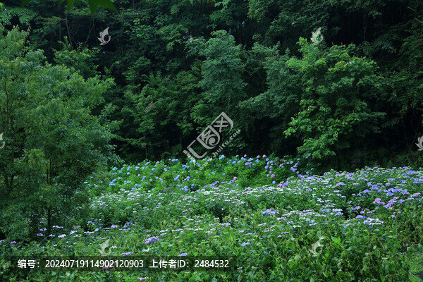 漫山遍野繡球花