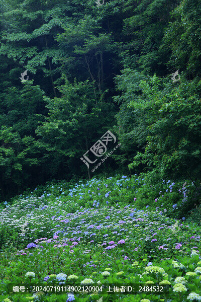 漫山遍野繡球花