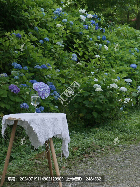 漫山遍野繡球花
