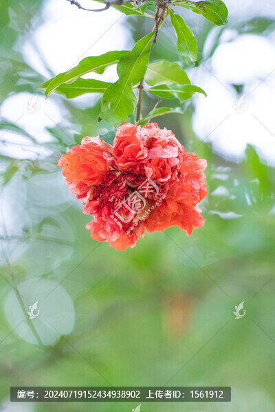 石榴花