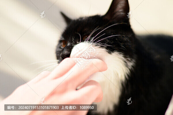 貓