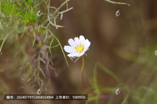 波斯菊