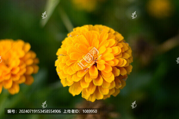 黃色菊花
