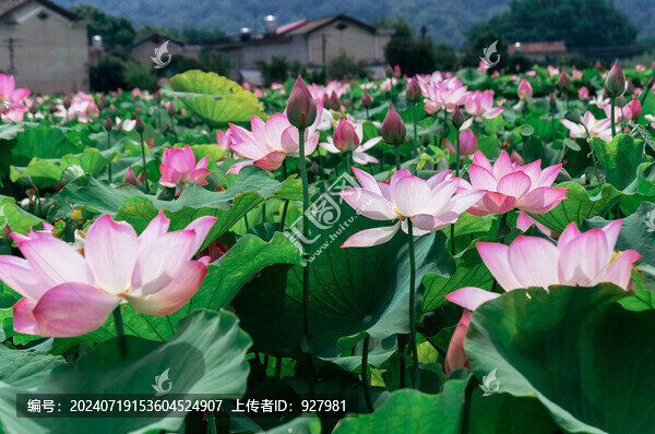 夏天池塘里綻放的荷花