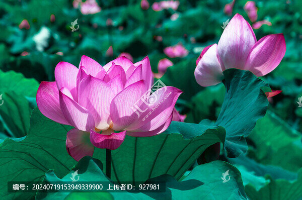 夏天池塘里綻放的荷花