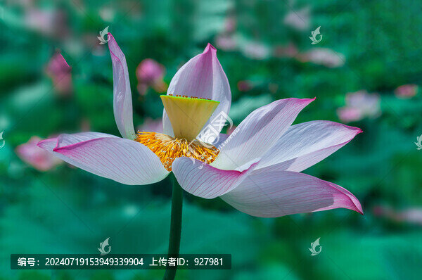 夏天池塘里綻放的荷花
