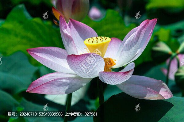 夏天池塘里綻放的荷花