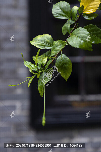 燈籠花花蕾