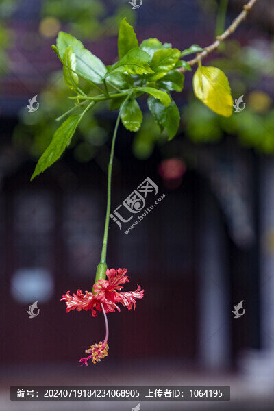 唯美的燈籠花