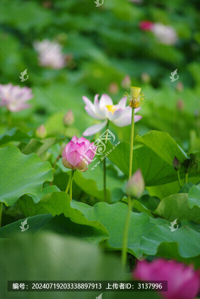 夏日荷花