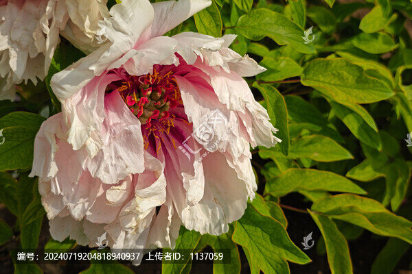 落葉灌木牡丹玉面桃花