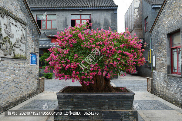 江蘇泰州姜堰古羅塘景區(qū)植物盆景