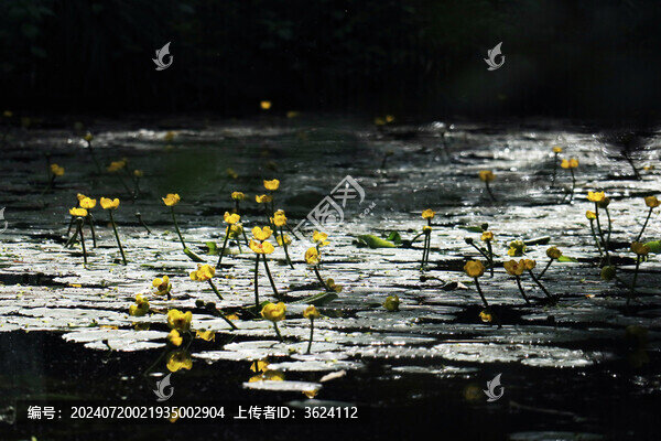 杭州西湖曲院風(fēng)荷荇菜