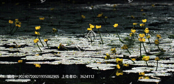 杭州西湖曲院風(fēng)荷荇菜