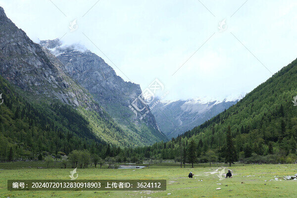 四姑娘山長坪溝木騾子草原
