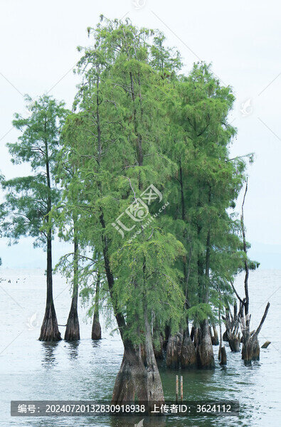 洱海水面上的樹