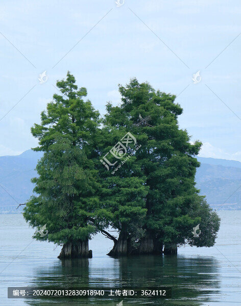 洱海水面上的樹(shù)